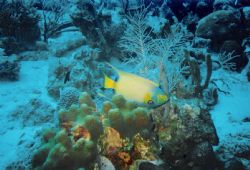 Queen Angelfish swimming over a beautiful coral head in C... by Tim Delp 